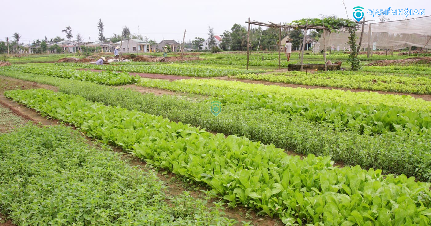 lang rau Tra Que Hoi An